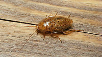 Ectobius pallidus - female, on wood This one was found by Ben Gaxiola on his front door in Vlaardingen (Netherlands), very late in the year and in the middle of town - both quite unusual for this species, so at first we expected it to be one of two new arrivals (expansive species from the south of Europe). I shot these images for ID and discussion, but the species is still missing on JD, so hey ...<br />
Here are other shots of the same individual:<br />
https://www.jungledragon.com/image/69166/ectobius_pallidus_-_female_on_leaf.html<br />
https://www.jungledragon.com/image/69167/dscf9905_ce8_cleaning_antenna.html<br />
Cockroach,Ectobiidae,Ectobius,Ectobius pallidus,Spotted Mediterranean Cockroach,Tawny cockroach