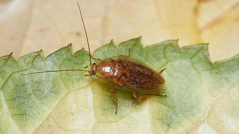 Ectobius pallidus - female, on leaf This one was found by Ben Gaxiola on his front door in Vlaardingen (Netherlands), very late in the year and in the middle of town - both quite unusual for this species, so at first we expected it to be one of two new arrivals (expansive species from the south of Europe). I shot these images for ID and discussion, but the species is still missing on JD, so hey ...
Here are other shots of the same individual:
https://www.jungledragon.com/image/69165/ectobius_pallidus_-_female_on_wood.html
https://www.jungledragon.com/image/69167/dscf9905_ce8_cleaning_antenna.html
 Cockroach,Ectobiidae,Ectobius,Ectobius pallidus,Spotted Mediterranean Cockroach,Tawny cockroach
