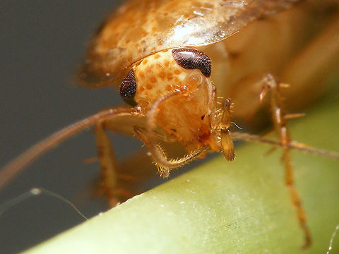 Ectobius pallidus - female, cleaning antenna This one was found by Ben Gaxiola on his front door in Vlaardingen (Netherlands), very late in the year and in the middle of town - both quite unusual for this species, so at first we expected it to be one of two new arrivals (expansive species from the south of Europe). I shot these images for ID and discussion, but the species is still missing on JD, so hey ...
Here are other shots of the same individual:
https://www.jungledragon.com/image/69165/ectobius_pallidus_-_female_on_wood.html
https://www.jungledragon.com/image/69166/ectobius_pallidus_-_female_on_leaf.html
 Cockroach,Ectobiidae,Ectobius,Ectobius pallidus,Spotted Mediterranean Cockroach,Tawny cockroach,compound eyes