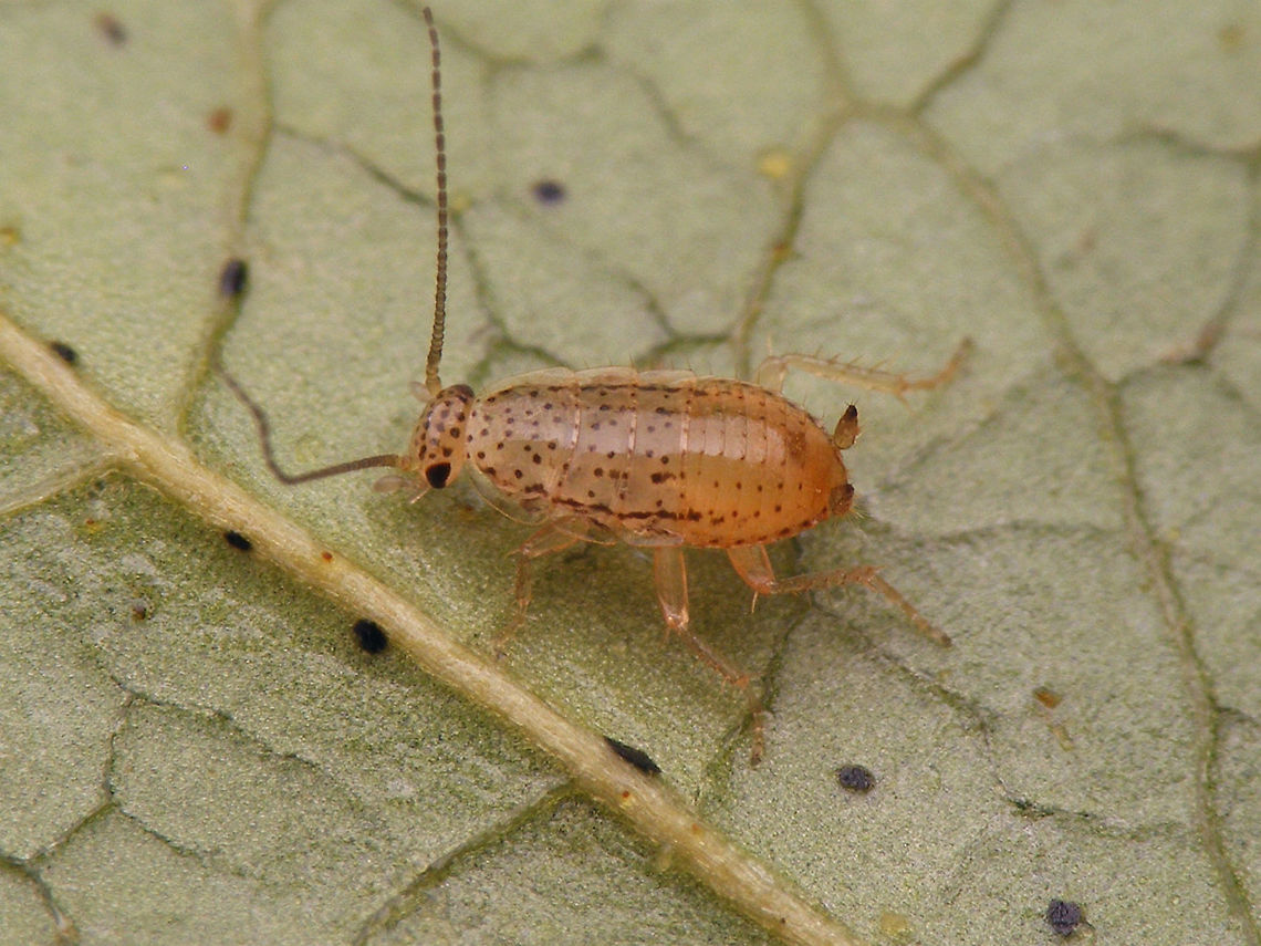 Ectobius pallidus - young nymph Under 3mm still Cockroach,Ectobiidae,Ectobius,Ectobius pallidus,Spotted Mediterranean Cockroach,Tawny cockroach
