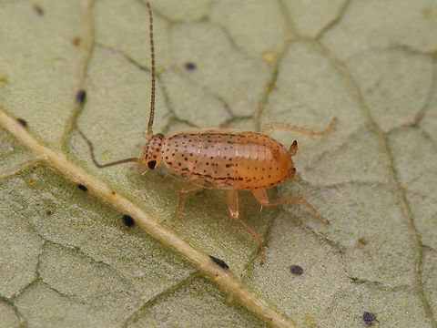Ectobius pallidus - young nymph Under 3mm still Cockroach,Ectobiidae,Ectobius,Ectobius pallidus,Spotted Mediterranean Cockroach,Tawny cockroach