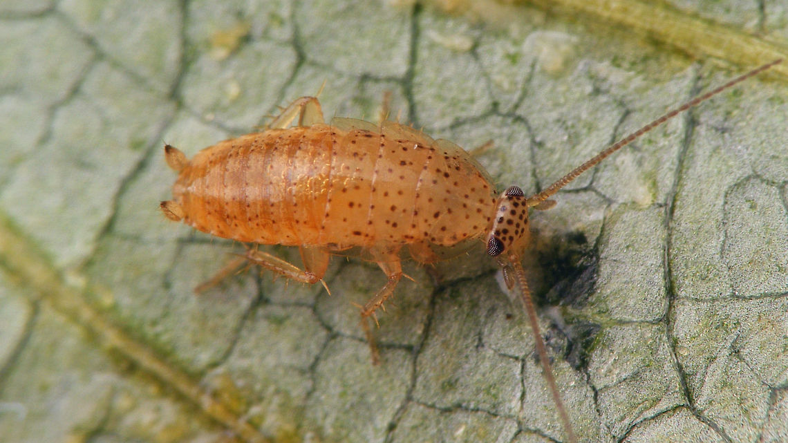 Ectobius pallidus - nymph, paler  Cockroach,Ectobiidae,Ectobius,Ectobius pallidus,Spotted Mediterranean Cockroach,Tawny cockroach