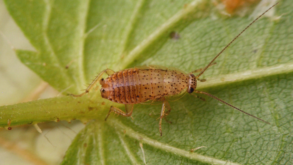 Ectobius pallidus - nymph, darker  Cockroach,Ectobiidae,Ectobius,Ectobius pallidus,Spotted Mediterranean Cockroach,Tawny cockroach