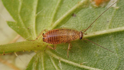 Ectobius pallidus - nymph, darker  Cockroach,Ectobiidae,Ectobius,Ectobius pallidus,Spotted Mediterranean Cockroach,Tawny cockroach