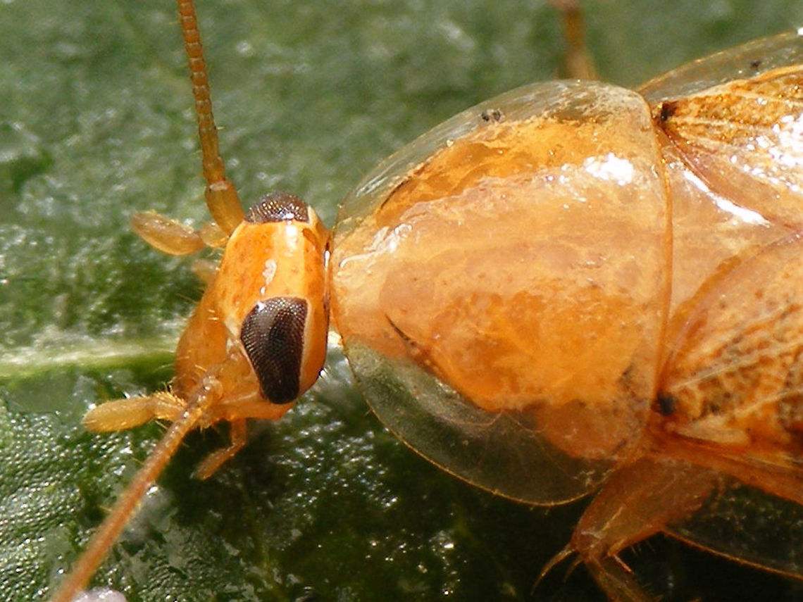 Ectobius vittiventris - female, lateral close-up For description see with this image of same critter:<br />
<figure class="photo"><a href="https://www.jungledragon.com/image/69173/ectobius_vittiventris_-_female.html" title="Ectobius vittiventris - female"><img src="https://s3.amazonaws.com/media.jungledragon.com/images/3043/69173_thumb.jpg?AWSAccessKeyId=05GMT0V3GWVNE7GGM1R2&Expires=1767225610&Signature=S0PwQmSI8ZiJrSA04qCaeDKpKs4%3D" width="200" height="150" alt="Ectobius vittiventris - female One of the new arrivals in woodland cockroaches in the Netherlands. This Italian species crossed the Alps into Switzerland around the beginning of this century and has been moving north into Germany since. First records for the Netherlands are from 2013.<br />
I&#039;ve added the German vernacular name as a tag, because most publications and internet searches for this species will refer to this (many, many &quot;worried&quot; records from Germany and Switzerland about this species entering homes in fall to find shelter for winter)<br />
Here are some close-ups of the head and pronotum:<br />
https://www.jungledragon.com/image/69174/ectobius_vittiventris_-_female_frontal_close-up.html<br />
https://www.jungledragon.com/image/69172/ectobius_vittiventris_-_female_lateral_close-up.html<br />
  Bernsteinwaldschabe,Cockroach,Ectobiidae,Ectobius,Ectobius vittiventris" /></a></figure> Bernsteinwaldschabe,Cockroach,Ectobiidae,Ectobius,Ectobius vittiventris,compound eyes