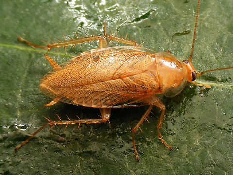Ectobius vittiventris - female One of the new arrivals in woodland cockroaches in the Netherlands. This Italian species crossed the Alps into Switzerland around the beginning of this century and has been moving north into Germany since. First records for the Netherlands are from 2013.
I've added the German vernacular name as a tag, because most publications and internet searches for this species will refer to this (many, many "worried" records from Germany and Switzerland about this species entering homes in fall to find shelter for winter)
Here are some close-ups of the head and pronotum:
https://www.jungledragon.com/image/69174/ectobius_vittiventris_-_female_frontal_close-up.html
https://www.jungledragon.com/image/69172/ectobius_vittiventris_-_female_lateral_close-up.html
  Bernsteinwaldschabe,Cockroach,Ectobiidae,Ectobius,Ectobius vittiventris