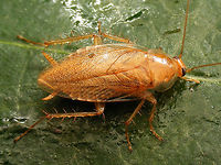 Ectobius vittiventris - female One of the new arrivals in woodland cockroaches in the Netherlands. This Italian species crossed the Alps into Switzerland around the beginning of this century and has been moving north into Germany since. First records for the Netherlands are from 2013.<br />
I've added the German vernacular name as a tag, because most publications and internet searches for this species will refer to this (many, many "worried" records from Germany and Switzerland about this species entering homes in fall to find shelter for winter)<br />
Here are some close-ups of the head and pronotum:<br />
https://www.jungledragon.com/image/69174/ectobius_vittiventris_-_female_frontal_close-up.html<br />
https://www.jungledragon.com/image/69172/ectobius_vittiventris_-_female_lateral_close-up.html<br />
Bernsteinwaldschabe,Cockroach,Ectobiidae,Ectobius,Ectobius vittiventris