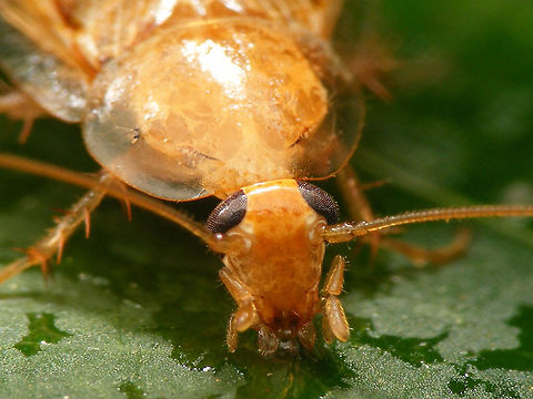 Ectobius vittiventris - female, frontal close-up For description see with this image of same critter:
https://www.jungledragon.com/image/69173/ectobius_vittiventris_-_female.html Bernsteinwaldschabe,Cockroach,Ectobiidae,Ectobius,Ectobius vittiventris,compound eyes