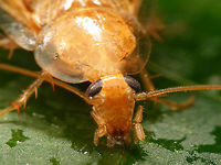Ectobius vittiventris - female, frontal close-up For description see with this image of same critter:<br />
https://www.jungledragon.com/image/69173/ectobius_vittiventris_-_female.html Bernsteinwaldschabe,Cockroach,Ectobiidae,Ectobius,Ectobius vittiventris,compound eyes