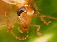 Planuncus tingitanus s.l. - close-up of head Detailed view of the head of this female:<br />
https://www.jungledragon.com/image/69257/dscf0518_tv.html Blattodea,Cockroach,Ectobiidae,Ectobius,Ectobius vinzi,Planuncus,Planuncus tingitanus s.l.,compound eyes