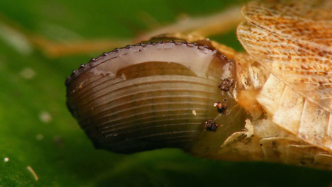 Planuncus tingitanus s.l. - teneral ootheca on female A fresh ootheca on a Planuncus tingitanus s.l. in the process of being produced. It will rotate 90 degrees when completed and she will carry it around like that for a short while until it has hardened and she has found a good place to drop it.
Image of complete scene here:
https://www.jungledragon.com/image/69258/dscf0487_hd.html Blattodea,Cockroach,Ectobiidae,Ectobius,Ectobius vinzi,Planuncus,Planuncus tingitanus s.l.,ootheca,teneral
