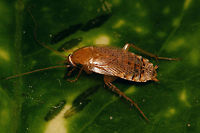 Planuncus tingitanus s.l. - female Close-up of head here:<br />
https://www.jungledragon.com/image/69255/dscf0425_jd.html Blattodea,Cockroach,Ectobiidae,Ectobius,Ectobius vinzi,Planuncus,Planuncus tingitanus s.l.