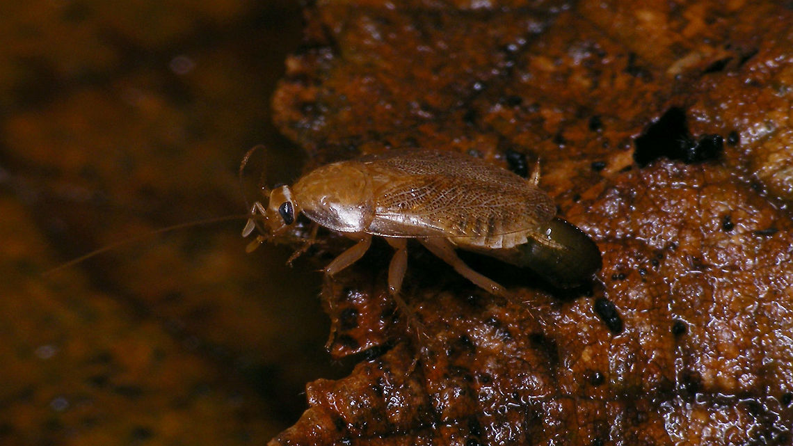 Planuncus tingitanus s.l. female carrying ootheca After various records without real proof (based on images being sent in) and a few animals captured that were certainly carried to the Netherlands from holiday travels to southern Europe, this is the first population where we have actual proof of this advenitive species settling an reproducing in the Netherlands.<br />
Specimen kindly sent to me from Gorinchem by Francien Walraven on waarneming.nl (thanks!)<br />
Detail of ootheca here:<br />
<figure class="photo"><a href="https://www.jungledragon.com/image/69256/planuncus_tingitanus_s.l._-_teneral_ootheca_on_female.html" title="Planuncus tingitanus s.l. - teneral ootheca on female"><img src="https://s3.amazonaws.com/media.jungledragon.com/images/3043/69256_thumb.jpg?AWSAccessKeyId=05GMT0V3GWVNE7GGM1R2&Expires=1759968010&Signature=tF5LF0%2BqGFCJDgNaX89X63gRY7A%3D" width="200" height="114" alt="Planuncus tingitanus s.l. - teneral ootheca on female A fresh ootheca on a Planuncus tingitanus s.l. in the process of being produced. It will rotate 90 degrees when completed and she will carry it around like that for a short while until it has hardened and she has found a good place to drop it.<br />
Image of complete scene here:<br />
https://www.jungledragon.com/image/69258/dscf0487_hd.html Blattodea,Cockroach,Ectobiidae,Ectobius,Ectobius vinzi,Planuncus,Planuncus tingitanus s.l.,ootheca,teneral" /></a></figure> Blattodea,Cockroach,Ectobiidae,Ectobius,Ectobius vinzi,Planuncus,Planuncus tingitanus s.l.,ootheca