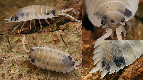Porcellio scaber - Leucistic Finally found a terrestrial Isopod with leucism to shoot some better images with my current setup. On the internet you will find various other images of leucistic Woodlice, so supposedly it's not even that rare, but when you want to find one it just doesn't seem to happen :o)  Geotagged,Leucism,Netherlands,Oniscidea,Porcellio,Porcellio scaber,Porcellionidae,Rough woodlouse,nl: Ruwe pissebed