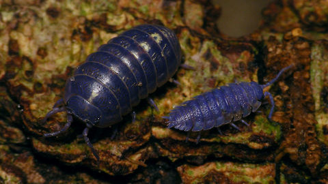 Isopod Iridovirus As this image shows two species of woodlice infected with an iridovirus side by side (left: Armadillidium vulgare; right: Porcellio scaber), I'll use this to try and integrate the virus as such in the JD taxonomy and identify the "species" accordingly.
Yes, I am aware that a virus is not necessarily considered part of the tree of life, but they do play an important role and maybe some other images of plant disease or what have you might be presented here as well :o)   Armadillidium vulgare,IIV 6,IIV-31,Invertebrate Iridovirus,Invertebrate iridescent virus 6,Iridovirus,Isopod Iridovirus,Porcellio scaber,nl: Ruwe pissebed