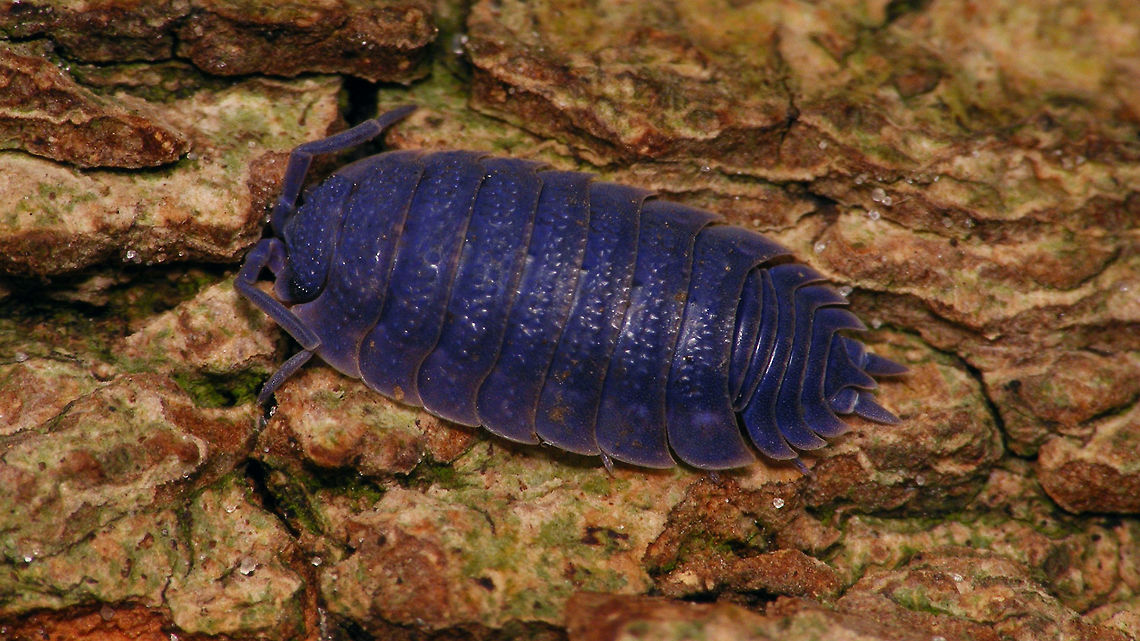 Porcellio scaber - Iridovirus A common Rough Woodlouse (usually gray-ish) infected with an Iridovirus  IIV 6,IIV-31,Invertebrate Iridovirus,Invertebrate iridescent virus 6,Iridovirus,Isopod Iridovirus,Porcellio,Porcellio scaber,Porcellionidae,Rough woodlouse,nl: Ruwe pissebed