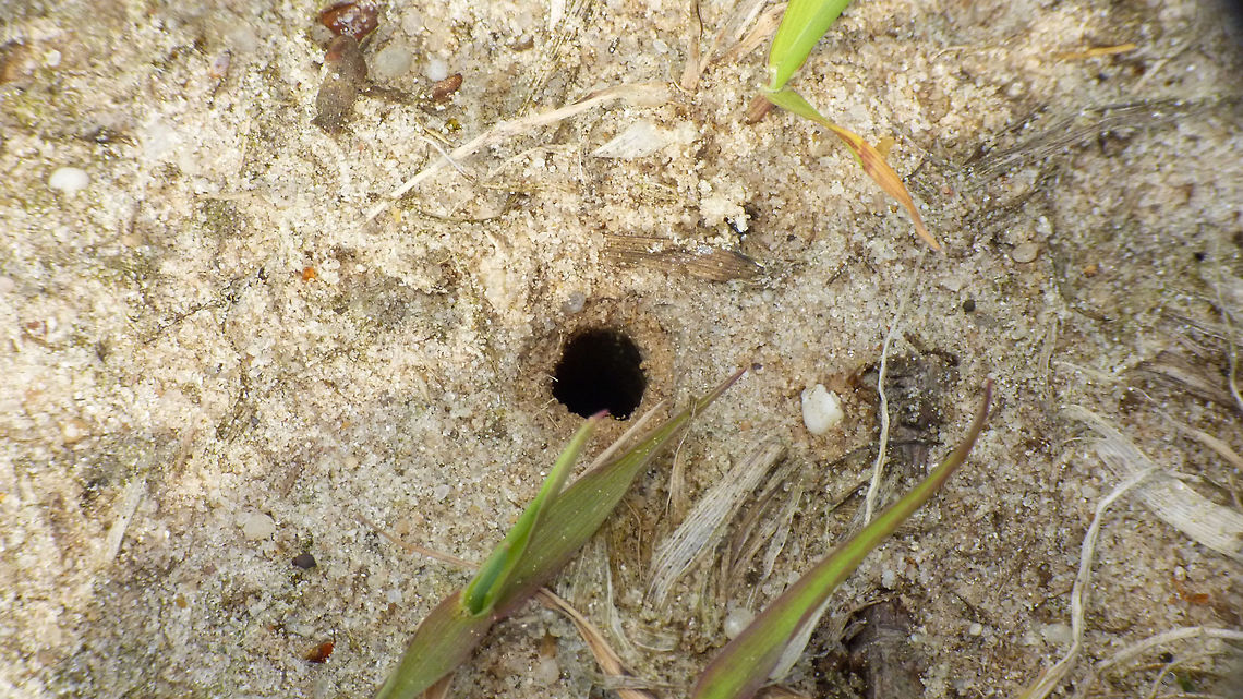 Cicindela hybrida - larval burrow Burrow made by the larva of a Six-spotted tiger beetle (Cicindela hybrida) Carabidae,Cicindela,Cicindela hybrida,Cicindelinae,Six-spotted tiger beetle