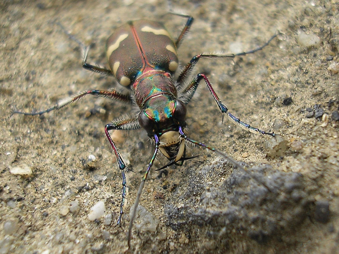 Cicindela hybrida - portrait More dorsal shot of same animal here:<br />
<figure class="photo"><a href="https://www.jungledragon.com/image/69772/cicindela_hybrida.html" title="Cicindela hybrida"><img src="https://s3.amazonaws.com/media.jungledragon.com/images/3043/69772_thumb.jpg?AWSAccessKeyId=05GMT0V3GWVNE7GGM1R2&Expires=1767225610&Signature=v5WHyl3trbZTmZU3igW4nhd6tdI%3D" width="200" height="114" alt="Cicindela hybrida Frontal shot of same animal here:<br />
https://www.jungledragon.com/image/69771/p8214917_ce8b.html Carabidae,Cicindela,Cicindela hybrida,Cicindelinae,Six-spotted tiger beetle" /></a></figure> Carabidae,Cicindela,Cicindela hybrida,Cicindelinae,Six-spotted tiger beetle