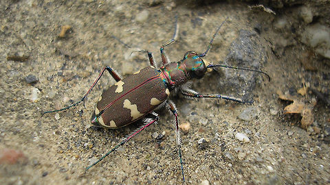 Cicindela hybrida Frontal shot of same animal here:
https://www.jungledragon.com/image/69771/p8214917_ce8b.html Carabidae,Cicindela,Cicindela hybrida,Cicindelinae,Six-spotted tiger beetle