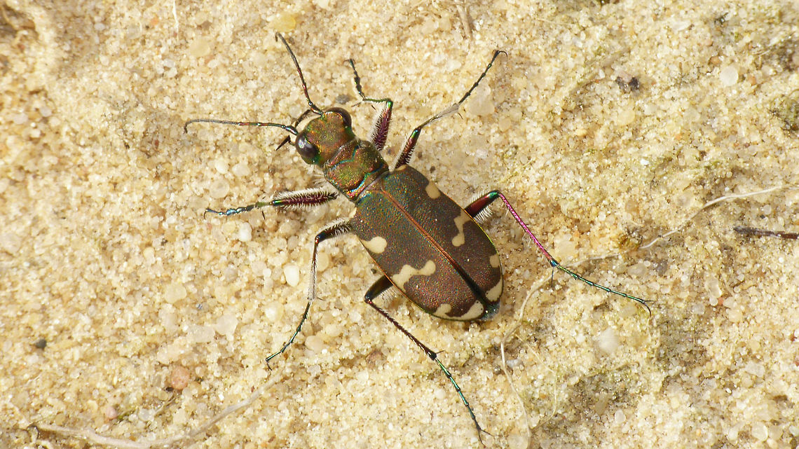 Cicindela hybrida Whooops ... inspired by Greg&#039;s Cicindelinae I had a quick look and (to my surprise) thought this species was still missing on JD ... must have done something terribly wrong :-/ ... oh well, let&#039;s catalogue that mistake under &quot;other variants&quot; *rolleyes*  Carabidae,Cicindela,Cicindela hybrida,Cicindelinae,Six-spotted tiger beetle