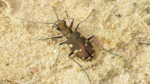 Cicindela hybrida Whooops ... inspired by Greg's Cicindelinae I had a quick look and (to my surprise) thought this species was still missing on JD ... must have done something terribly wrong :-/ ... oh well, let's catalogue that mistake under "other variants" *rolleyes*  Carabidae,Cicindela,Cicindela hybrida,Cicindelinae,Six-spotted tiger beetle