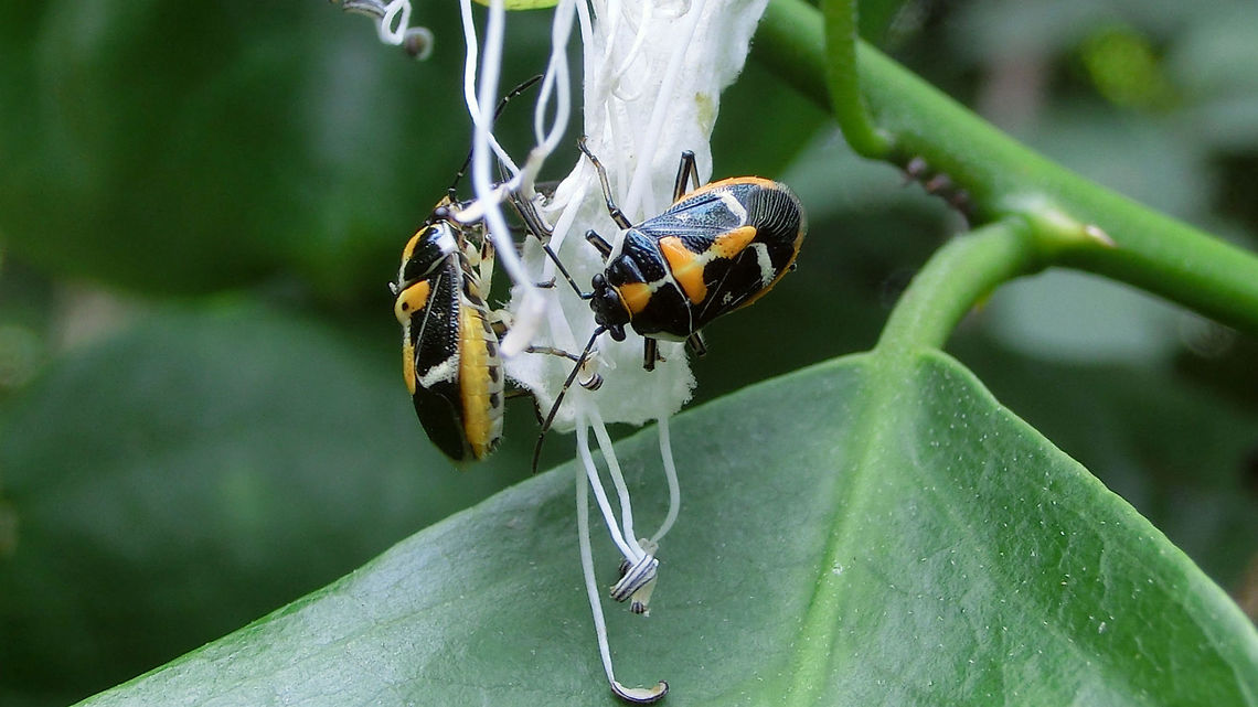 Stenozygum comptum - Photo (c) Kersten Krause This weekend a friend forwarded two images to me of a Strachiine bug photographed by Kersten Krause on Bali, Indonesia, with a request for help in IDing it. That was an excersise in web searching skills that took me about a day or so with meager results. In the end I contacted prof. David Rider (NDSU) for help with documentation (and his thoughts on the matter of course :o) as not everything that would appear useful is available online. It turns out that the more recent revisions of the Strachiini and of the genus Stenozygum for the Indo-Astralian region have missed to include this species completely(!) so in the end all we have is the original description of Stenozygum comptum from the isle of Flores by Gustav Breddin. Luckily, his publication includes a good drawing that really fits like a glove (as well as the description) and of course Flores is just a small hop away from Bali. Also, all the other species ever described from the region do not (at all) fit so well. So I'm quite confident that this ID should most likely be correct and David agrees.<br />
This makes for the images shot by Kersten to be the first ones known to either of us to be identified as such, so I've asked Kersten for his permission to publish these on the internet and he has kindly agreed to that.<br />
The drawing used in the side by side is the drawing made by Breddin for the original description.<br />
<figure class="photo"><a href="https://www.jungledragon.com/image/69880/stenozygum_comptum_breddin_1899_photo_c_kersten_krause.html" title="Stenozygum comptum Breddin 1899 Photo (c) Kersten Krause"><img src="https://s3.amazonaws.com/media.jungledragon.com/images/3043/69880_thumb.jpg?AWSAccessKeyId=05GMT0V3GWVNE7GGM1R2&Expires=1759968010&Signature=qBEDTbPZptChYoRWgzLL3slyEd4%3D" width="200" height="114" alt="Stenozygum comptum Breddin 1899 Photo (c) Kersten Krause This weekend a friend forwarded two images to me of a Strachiine bug photographed by Kersten Krause on Bali, Indonesia, with a request for help in IDing it. That was an excersise in web searching skills that took me about a day or so with meager results. In the end I contacted prof. David Rider (NDSU) for help with documentation (and his thoughts on the matter of course :o) as not everything that would appear useful is available online. It turns out that the more recent revisions of the Strachiini and of the genus Stenozygum for the Indo-Astralian region did not include this species as it was deemed to not be included in Stenozygum (but without proper motivation?!?), so in the end all we have is the original description of Stenozygum comptum from the isle of Flores by Gustav Breddin. Luckily, his publication includes a good drawing that really fits like a glove (as well as the description) and of course Flores is just a small hop away from Bali. Also, all the other species ever described from the region do not (at all) fit so well. So I'm quite confident that this ID should most likely be correct and David agrees.<br />
This makes for the images shot by Kersten to be the first ones known to either of us to be identified as such, so I've asked Kersten for his permission to publish these on the internet and he has kindly agreed to that.<br />
The drawing used in the side by side is the drawing made by Breddin for the original description.<br />
https://www.jungledragon.com/image/69879/stenozygum_comptum_-_photo_kersten_krause.html Heteroptera,Pentatomidae,Pentatominae,Stenozygum,Stenozygum comptum,Strachiini" /></a></figure> Heteroptera,Pentatomidae,Pentatominae,Stenozygum,Stenozygum comptum,Strachiini