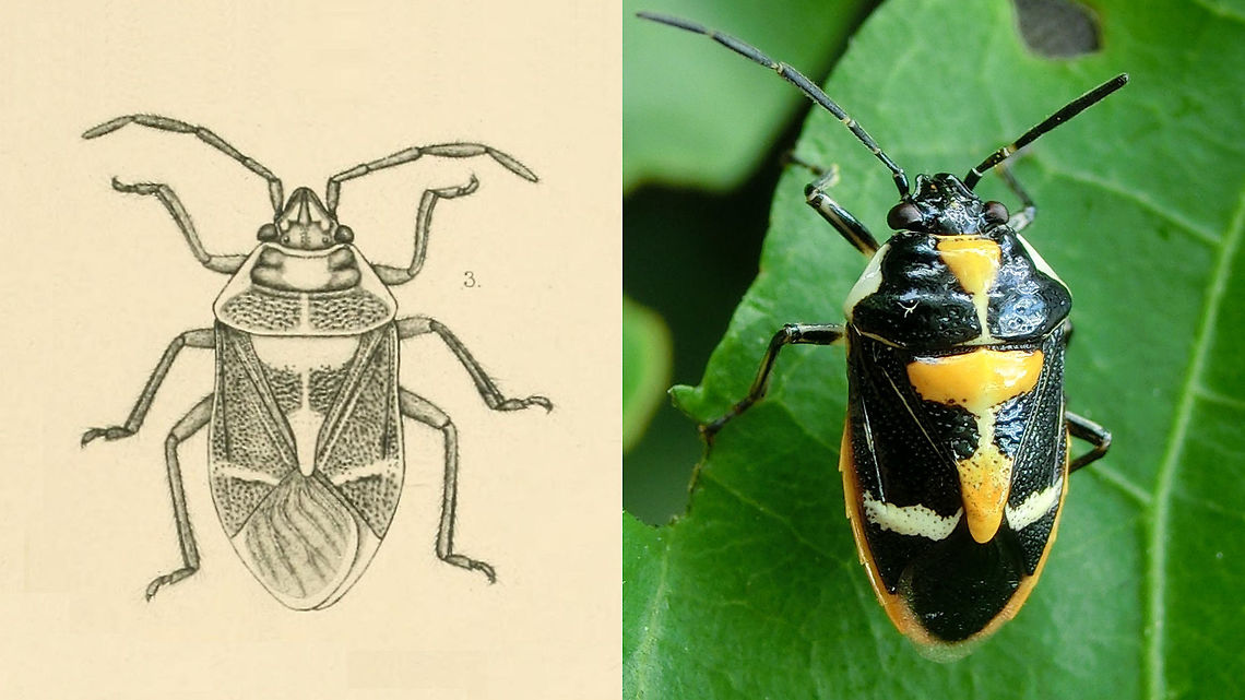 Stenozygum comptum Breddin 1899 Photo (c) Kersten Krause This weekend a friend forwarded two images to me of a Strachiine bug photographed by Kersten Krause on Bali, Indonesia, with a request for help in IDing it. That was an excersise in web searching skills that took me about a day or so with meager results. In the end I contacted prof. David Rider (NDSU) for help with documentation (and his thoughts on the matter of course :o) as not everything that would appear useful is available online. It turns out that the more recent revisions of the Strachiini and of the genus Stenozygum for the Indo-Astralian region did not include this species as it was deemed to not be included in Stenozygum (but without proper motivation?!?), so in the end all we have is the original description of Stenozygum comptum from the isle of Flores by Gustav Breddin. Luckily, his publication includes a good drawing that really fits like a glove (as well as the description) and of course Flores is just a small hop away from Bali. Also, all the other species ever described from the region do not (at all) fit so well. So I'm quite confident that this ID should most likely be correct and David agrees.<br />
This makes for the images shot by Kersten to be the first ones known to either of us to be identified as such, so I've asked Kersten for his permission to publish these on the internet and he has kindly agreed to that.<br />
The drawing used in the side by side is the drawing made by Breddin for the original description.<br />
<figure class="photo"><a href="https://www.jungledragon.com/image/69879/stenozygum_comptum_-_photo_c_kersten_krause.html" title="Stenozygum comptum - Photo (c) Kersten Krause"><img src="https://s3.amazonaws.com/media.jungledragon.com/images/3043/69879_thumb.jpg?AWSAccessKeyId=05GMT0V3GWVNE7GGM1R2&Expires=1759968010&Signature=H5Ud%2FtjzptRbeLlJnU0vvnGE%2BFI%3D" width="200" height="114" alt="Stenozygum comptum - Photo (c) Kersten Krause This weekend a friend forwarded two images to me of a Strachiine bug photographed by Kersten Krause on Bali, Indonesia, with a request for help in IDing it. That was an excersise in web searching skills that took me about a day or so with meager results. In the end I contacted prof. David Rider (NDSU) for help with documentation (and his thoughts on the matter of course :o) as not everything that would appear useful is available online. It turns out that the more recent revisions of the Strachiini and of the genus Stenozygum for the Indo-Astralian region have missed to include this species completely(!) so in the end all we have is the original description of Stenozygum comptum from the isle of Flores by Gustav Breddin. Luckily, his publication includes a good drawing that really fits like a glove (as well as the description) and of course Flores is just a small hop away from Bali. Also, all the other species ever described from the region do not (at all) fit so well. So I'm quite confident that this ID should most likely be correct and David agrees.<br />
This makes for the images shot by Kersten to be the first ones known to either of us to be identified as such, so I've asked Kersten for his permission to publish these on the internet and he has kindly agreed to that.<br />
The drawing used in the side by side is the drawing made by Breddin for the original description.<br />
https://www.jungledragon.com/image/69880/stenozygum_comptum_breddin_1899_photo_kersten_krause.html Heteroptera,Pentatomidae,Pentatominae,Stenozygum,Stenozygum comptum,Strachiini" /></a></figure> Heteroptera,Pentatomidae,Pentatominae,Stenozygum,Stenozygum comptum,Strachiini