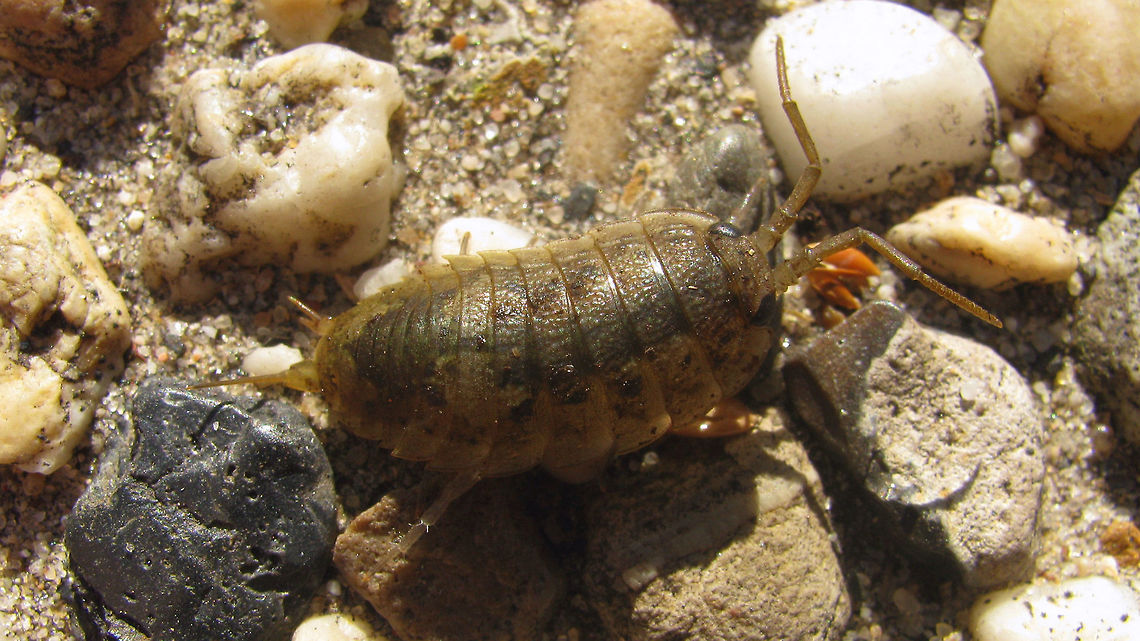 Ligia oceanica Adult female Sea Slater (Ligia oceanica). The uropods have been damaged and partially regenerated during development, better seen in the &quot;upskirt&quot; image:<br />
<figure class="photo"><a href="https://www.jungledragon.com/image/70075/ligia_oceanica_-_upskirt.html" title="Ligia oceanica - upskirt"><img src="https://s3.amazonaws.com/media.jungledragon.com/images/3043/70075_thumb.jpg?AWSAccessKeyId=05GMT0V3GWVNE7GGM1R2&Expires=1767225610&Signature=qMG0QGwzQEYbT49zLwCIaMFON0Y%3D" width="200" height="150" alt="Ligia oceanica - upskirt Adult female Sea Slater (Ligia oceanica). The uropods have been damaged and partially regenerated during development.<br />
Full animal here:<br />
https://www.jungledragon.com/image/70071/ligia_oceanica.html Common Sea Slater,Isopoda,Ligia,Ligia oceanica,Ligiidae,Oniscidea,nl: Havenpissebed" /></a></figure> Common Sea Slater,Isopoda,Ligia,Ligia oceanica,Ligiidae,Oniscidea,nl: Havenpissebed