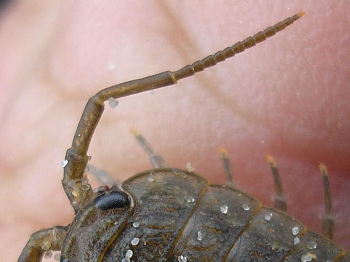 Ligia oceanica - antenna detail Detail showing the composition of the antenna of a Common Sea Slater (Ligia oceanica). This type of antenna with many short, clearly separated segments is quite unusual for Woodlice and (together with the large compound eyes) sets the family and genus clearly apart from the others. Common Sea Slater,Isopoda,Ligia,Ligia oceanica,Ligiidae,Oniscidea,nl: Havenpissebed