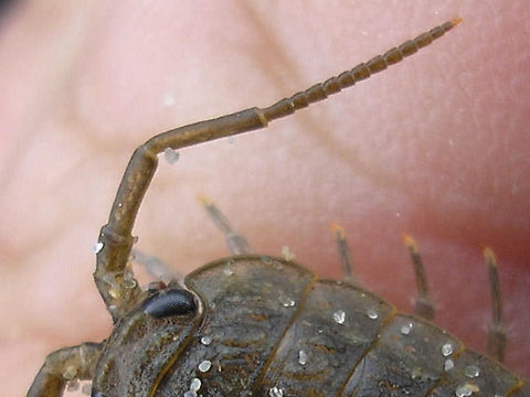 Ligia oceanica - antenna detail Detail showing the composition of the antenna of a Common Sea Slater (Ligia oceanica). This type of antenna with many short, clearly separated segments is quite unusual for Woodlice and (together with the large compound eyes) sets the family and genus clearly apart from the others.  Common Sea Slater,Isopoda,Ligia,Ligia oceanica,Ligiidae,Oniscidea,nl: Havenpissebed