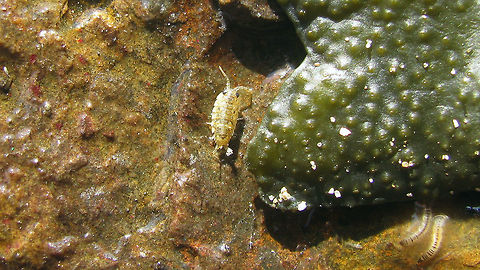 Ligia oceanica - juvenile Small juvenile (maybe 3-4mm?) Common Sea Slater (Ligia oceanica)  Common Sea Slater,Isopoda,Ligia,Ligia oceanica,Ligiidae,Oniscidea,nl: Havenpissebed