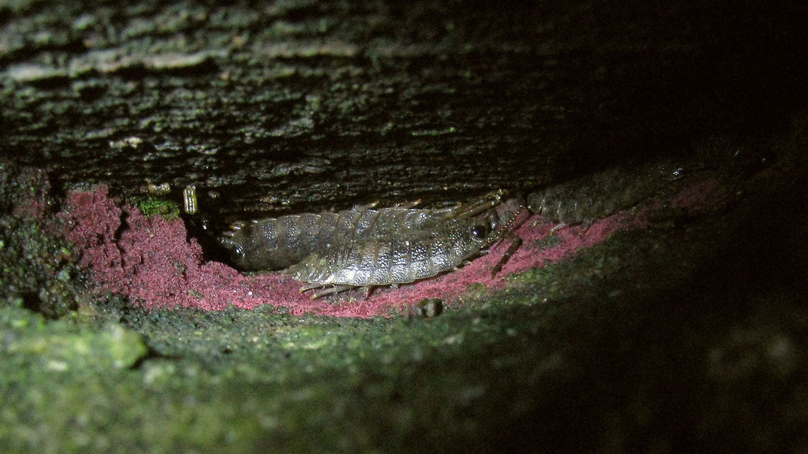 Ligia oceanica - hiding Common Sea Slaters (Ligia oceanica) &quot;active&quot; with their favourite past time :o) Common Sea Slater,Geotagged,Isopoda,Ligia,Ligia oceanica,Ligiidae,Netherlands,Oniscidea,nl: Havenpissebed