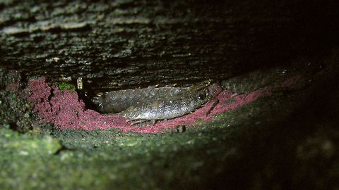 Ligia oceanica - hiding Common Sea Slaters (Ligia oceanica) "active" with their favourite past time :o) Common Sea Slater,Geotagged,Isopoda,Ligia,Ligia oceanica,Ligiidae,Netherlands,Oniscidea,nl: Havenpissebed