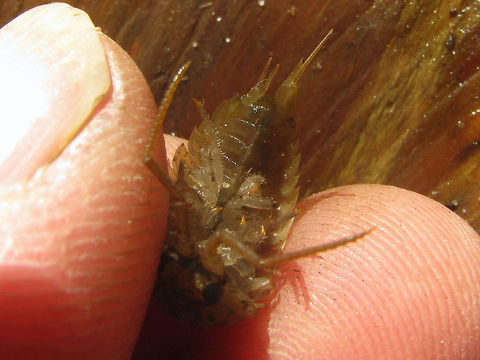 Ligia oceanica - upskirt Adult female Sea Slater (Ligia oceanica). The uropods have been damaged and partially regenerated during development.
Full animal here:
https://www.jungledragon.com/image/70071/ligia_oceanica.html Common Sea Slater,Isopoda,Ligia,Ligia oceanica,Ligiidae,Oniscidea,nl: Havenpissebed