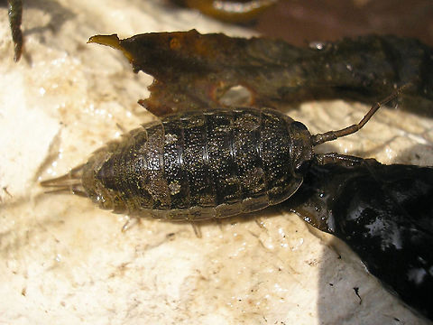 Ligia oceanica - dark Supposedly the Common Sea Slater (Ligia oceanica) can adapt to its background by changing the colour intensity in its chromatophores - this one had just been hiding in dark seaweed. Common Sea Slater,Isopoda,Ligia,Ligia oceanica,Ligiidae,Oniscidea,nl: Havenpissebed