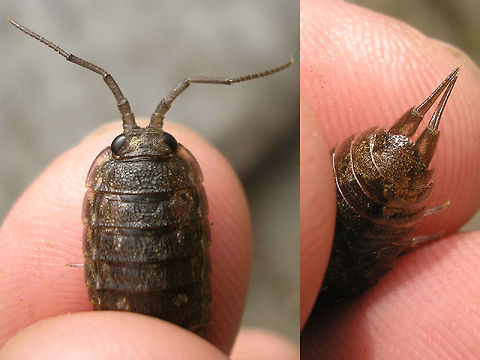 Ligia oceanica - details Old image of some of the characteristic details of Ligia oceanica (Common Sea Slater): Large compound eyes, many segmented (>10) flagellum of the antenna and long uropodes with the endo- and exopodites of equal length Common Sea Slater,Isopoda,Ligia,Ligia oceanica,Ligiidae,Oniscidea,nl: Havenpissebed