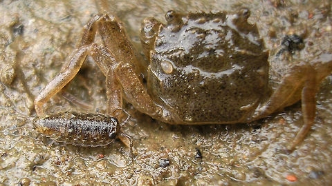 Ligia oceanica - adolescent Fairly small still ... (8mm?) Common Sea Slater,Isopoda,Ligia,Ligia oceanica,Ligiidae,Oniscidea,nl: Havenpissebed