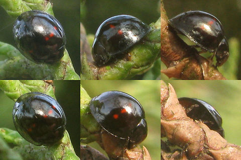 Chilocorus bipustulatus - collage Just stumbled on this old collage of terrible images, but species still missing here ... Chilocorinae,Chilocorus,Chilocorus bipustulatus,Coccinellidae,Geotagged,Netherlands,nl: Heidelieveheersbeestje