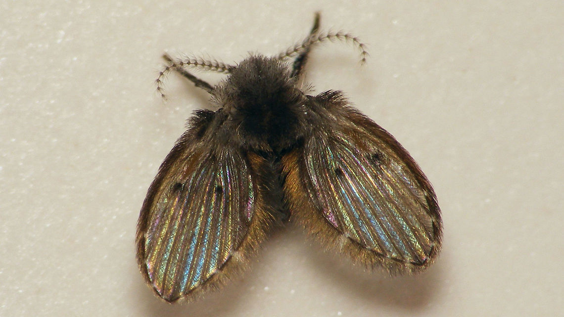 Clogmia albipunctata I know we already have this multiple times .... consider it a &quot;me too&quot; :o)  Clogmia,Clogmia albipunctata,Mothfly,Nematocera,Psychodidae,Psychodinae,Psychodoidea,Psychodomorpha,Telmatoscopini