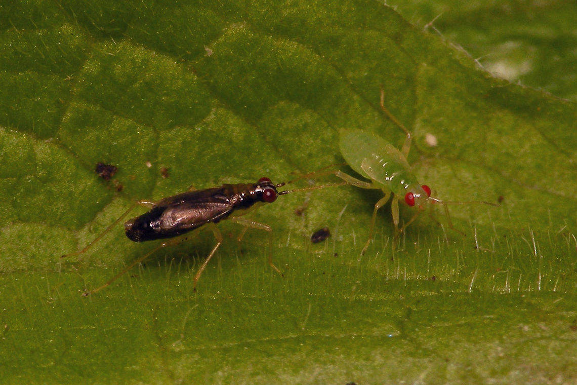 Dicyphus pallicornis - Imago and nymph  Bryocorinae,Dicyphini,Dicyphus,Dicyphus pallicornis,Heteroptera,Jane's garden,Miridae,Nymph,nl: Vingerhoedskruidbochelwants