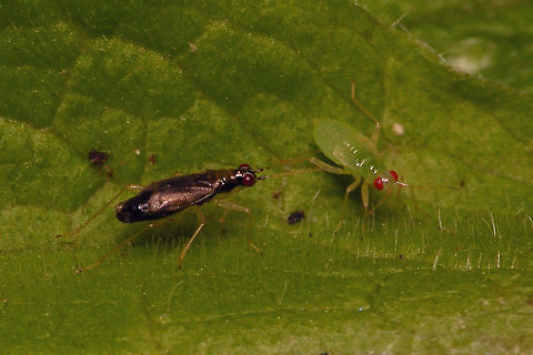 Dicyphus pallicornis - Imago and nymph  Bryocorinae,Dicyphini,Dicyphus,Dicyphus pallicornis,Heteroptera,Jane's garden,Miridae,Nymph,nl: Vingerhoedskruidbochelwants