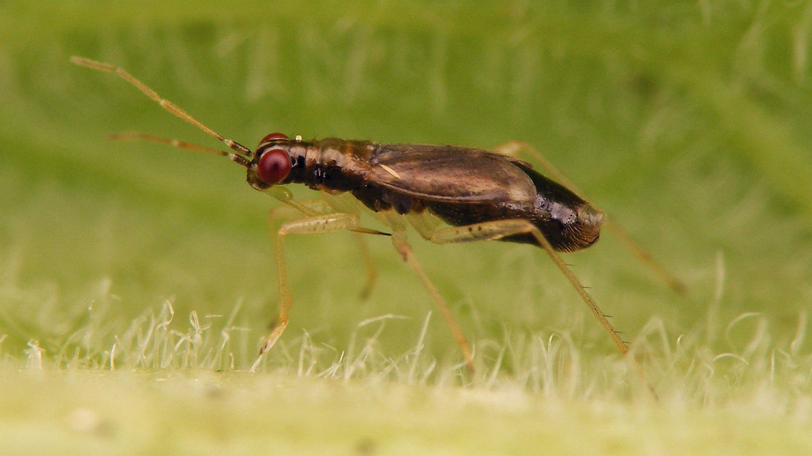 Dicyphus pallicornis - male  Bryocorinae,Dicyphini,Dicyphus,Dicyphus pallicornis,Geotagged,Heteroptera,Jane's garden,Miridae,Netherlands,nl: Vingerhoedskruidbochelwants