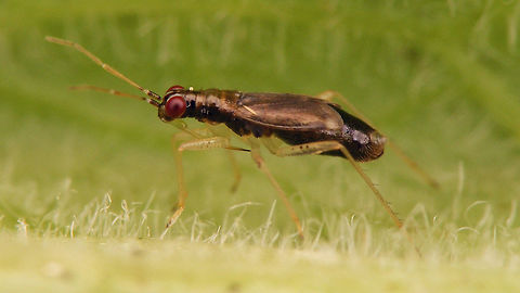 Dicyphus pallicornis - male  Bryocorinae,Dicyphini,Dicyphus,Dicyphus pallicornis,Geotagged,Heteroptera,Jane's garden,Miridae,Netherlands,nl: Vingerhoedskruidbochelwants