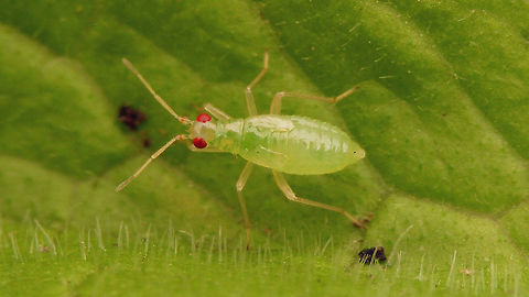 Dicyphus pallicornis - Nymph Last stadium nymph.
Resulting female imago, 4 days later:
https://www.jungledragon.com/image/70767/dicyphus_pallicornis_-_teneral_lateral.html
https://www.jungledragon.com/image/70768/dicyphus_pallicornis_-_teneral.html Bryocorinae,Dicyphini,Dicyphus,Dicyphus pallicornis,Heteroptera,Jane's garden,Miridae,Nymph,nl: Vingerhoedskruidbochelwants