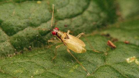 Dicyphus pallicornis - somewhat teneral still This species takes a bit longer to gain full colours after the last moult to adulthood - here around 3 days into the process. Bryocorinae,Dicyphini,Dicyphus,Dicyphus pallicornis,Heteroptera,Jane's garden,Miridae,Teneral,nl: Vingerhoedskruidbochelwants
