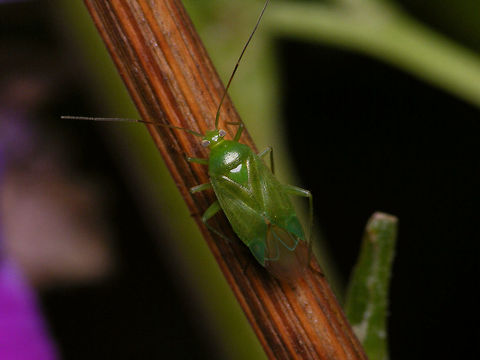 Lygocoris pabulinus  Geotagged,Heteroptera,Jane's garden,Lygocoris,Lygocoris pabulinus,Miridae,Mirinae,Mirini,Netherlands