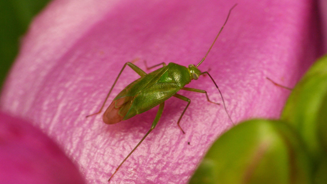 Lygocoris pabulinus - dorso-lateral  Geotagged,Heteroptera,Jane's garden,Lygocoris,Lygocoris pabulinus,Miridae,Mirinae,Mirini,Netherlands