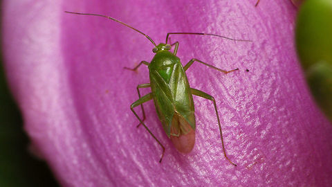 Lygocoris pabulinus - dorsal  Geotagged,Heteroptera,Jane's garden,Lygocoris,Lygocoris pabulinus,Miridae,Mirinae,Mirini,Netherlands
