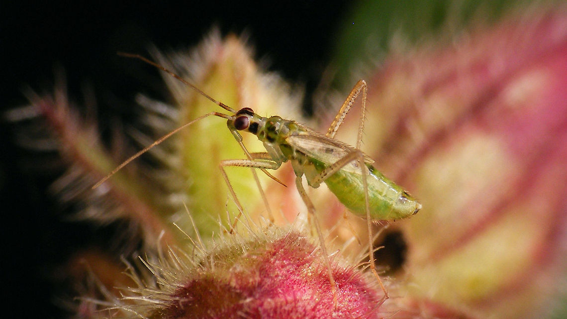 Dicyphus pallidus  Bryocorinae,Dicyphini,Dicyphus,Dicyphus pallidus,Heteroptera,Jane's garden,Miridae,Netherlands,nl: Bosandoornbochelwants