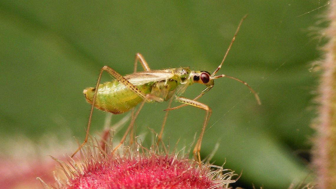 Dicyphus pallidus - lateral  Bryocorinae,Dicyphini,Dicyphus,Dicyphus pallidus,Heteroptera,Jane's garden,Miridae,Netherlands,nl: Bosandoornbochelwants